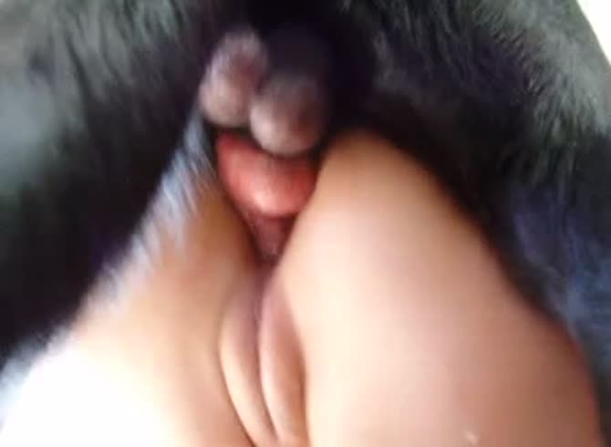 Video :Dog anal sex with girl's juicy fluffy exposed 